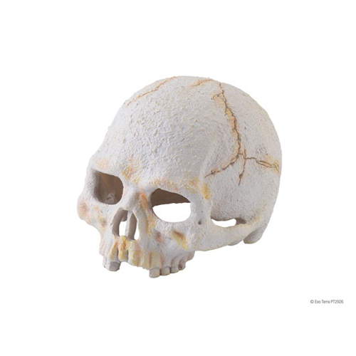 [엑소테라] 소형 유인원 해골