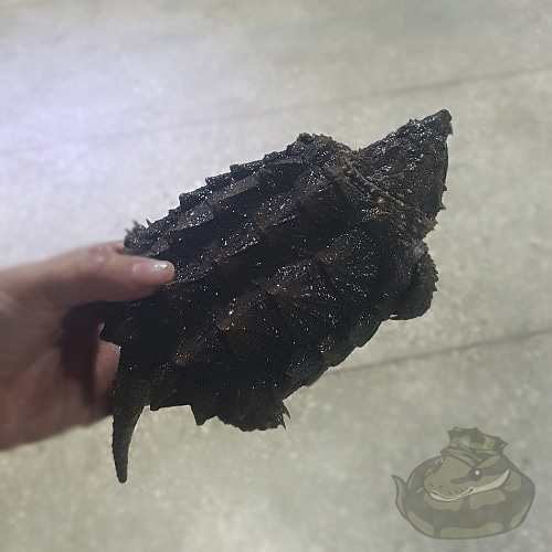 악어 거북 아성체12cm 꼬리부절개체